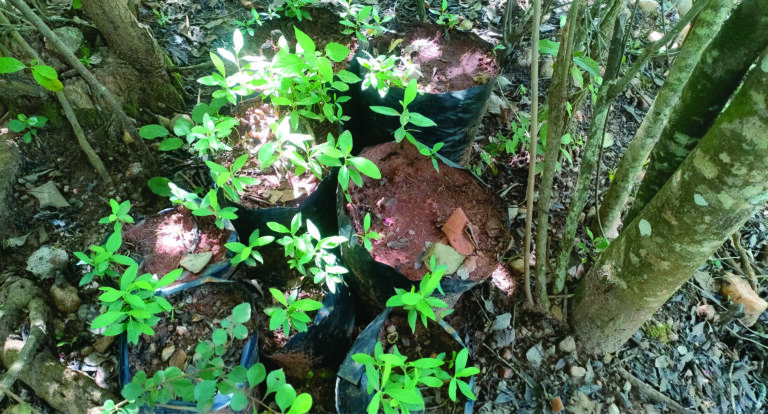 Services kee botanical gardens seedlings