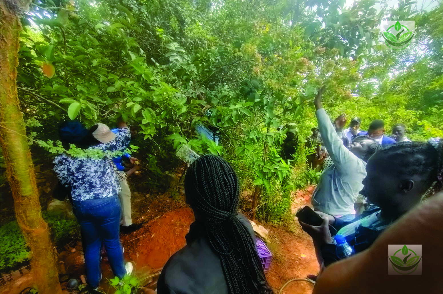KEMRI, Makueni County Government and Security Officials Visit KEE Botanical Gardens kemri gov makueni visit to kee botanical gardens dr.mike mwendwa education enjoying guava fruits