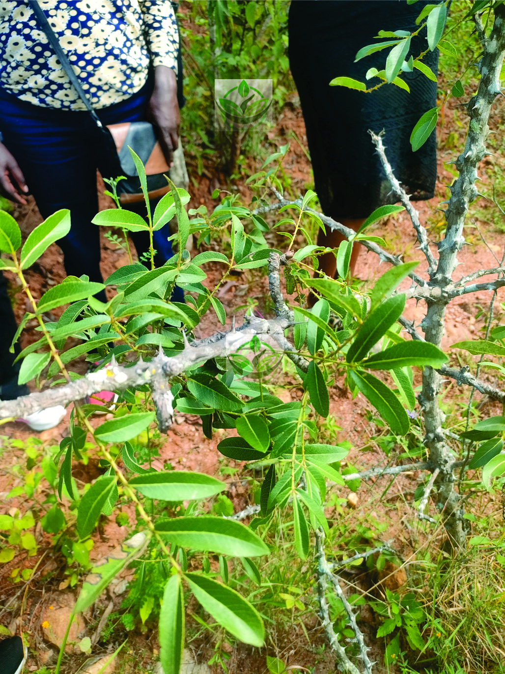 KEMRI, Makueni County Government and Security Officials Visit KEE Botanical Gardens kemri gov makueni visit to kee botanical gardens indegenous trees identification
